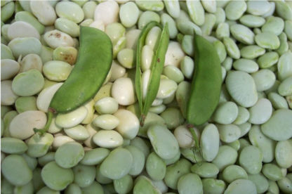 White Dixie Butterpea Lima Bean - St. Clare Heirloom Seeds