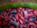 Scarlet Runner Bean - St. Clare Heirloom Seeds