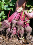 Beet - Early Wonder Tall Top - St. Clare Heirloom Seeds