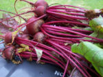 Beet - Ruby Queen - St. Clare Heirloom Seeds