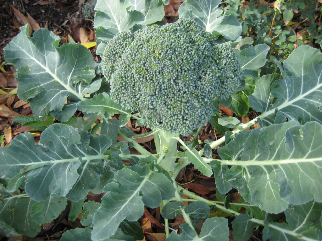 Broccoli Green Sprouting Calabrese St. Clare Heirloom Seeds