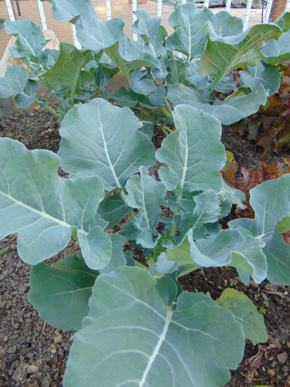Broccoli Waltham 29 St. Clare Heirloom Seeds Heirloom and Open