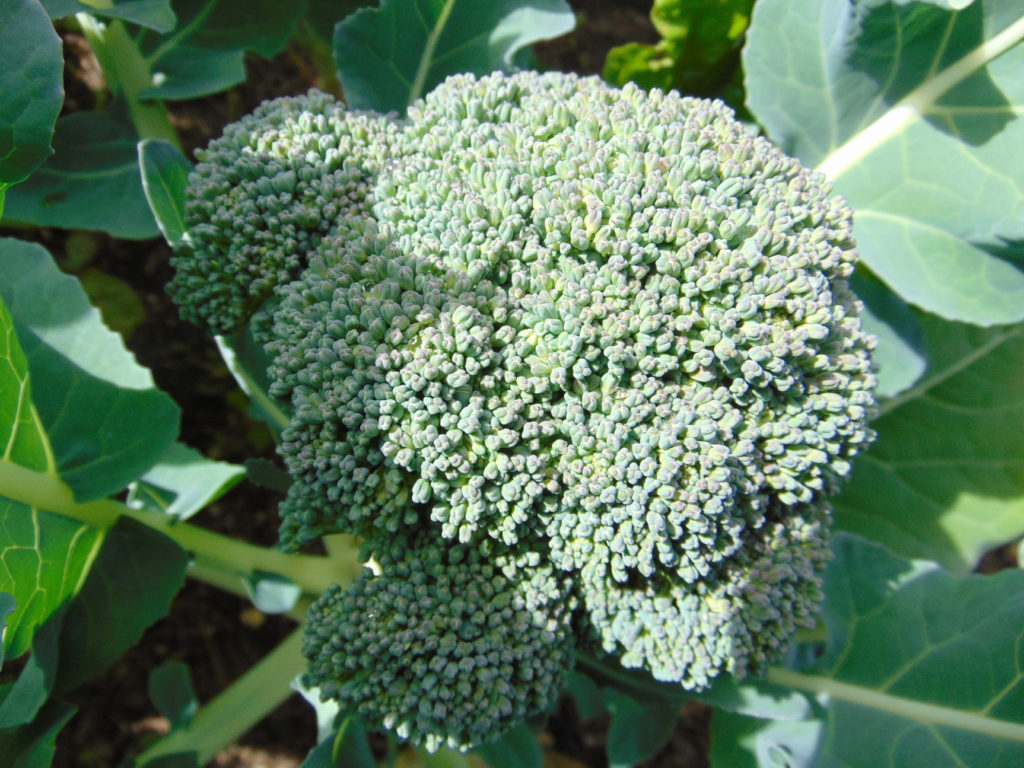 Broccoli Waltham 29 St. Clare Heirloom Seeds Heirloom and Open