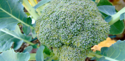 Waltham 29 Broccoli - St. Clare Heirloom Seeds
