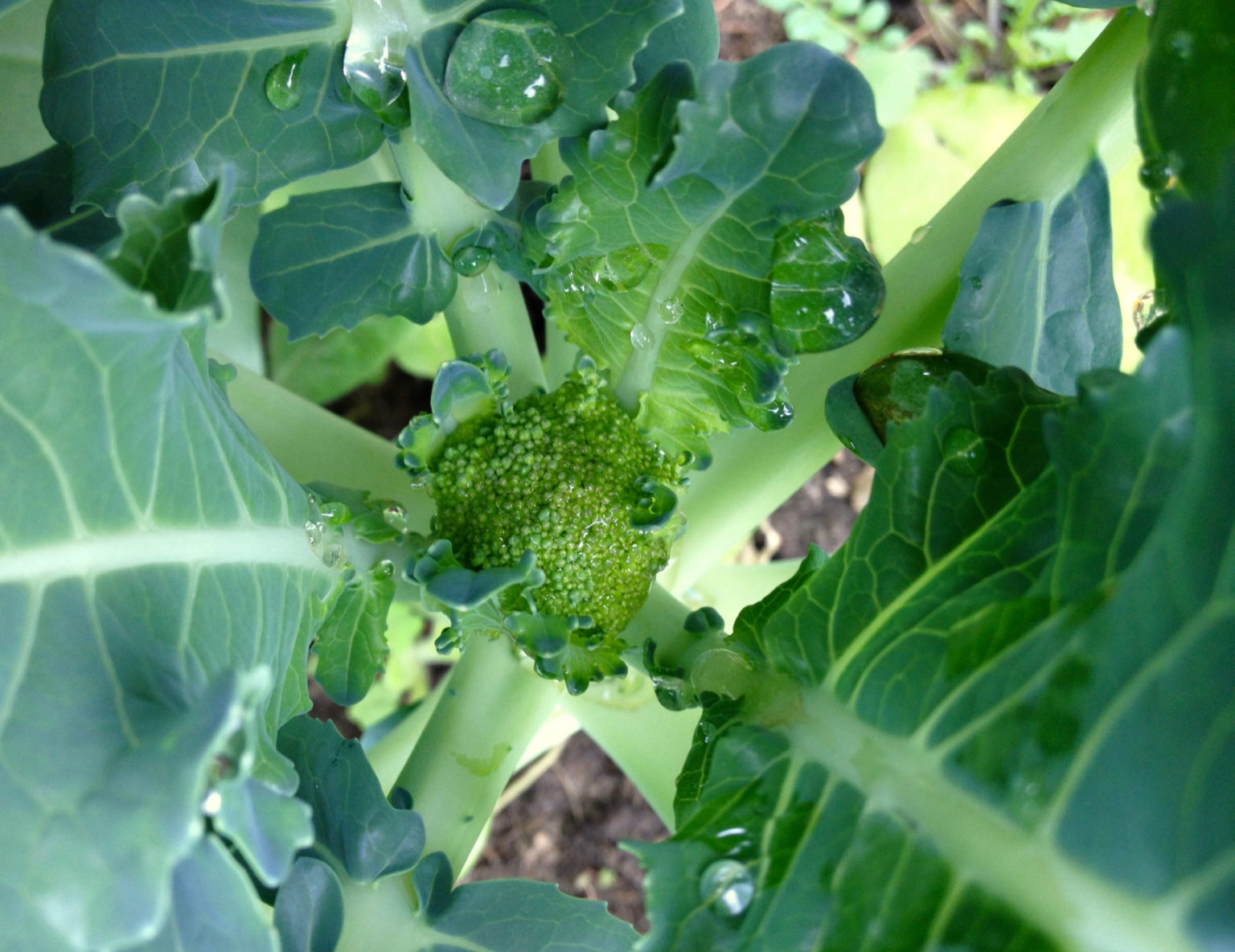 Broccoli Waltham 29 St. Clare Heirloom Seeds Heirloom and Open