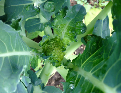Waltham 29 Broccoli - St. Clare Heirloom Seeds
