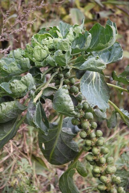Catskill Brussels Sprouts - St. Clare Heirloom Seeds