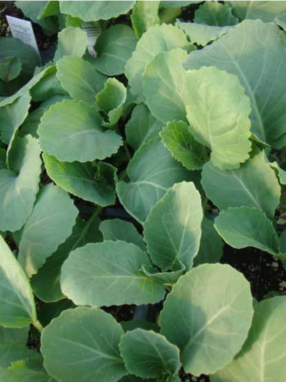 Copenhagen Market Cabbage - St. Clare Heirloom Seeds