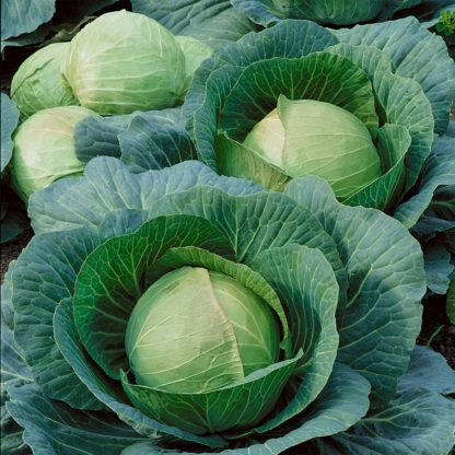 Danish Ballhead Cabbage - St. Clare Heirloom Seeds