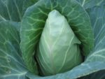 Early Jersey Wakefield Cabbage - St. Clare Heirloom Seeds