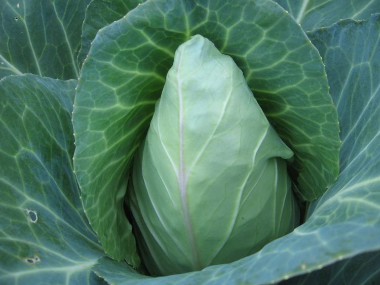 EARLY JERSEY WAKEFIELD CABBAGE SEEDS Sweet and Flavorful Heirloom