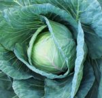 Early Round Dutch Cabbage - St. Clare Heirloom Seeds