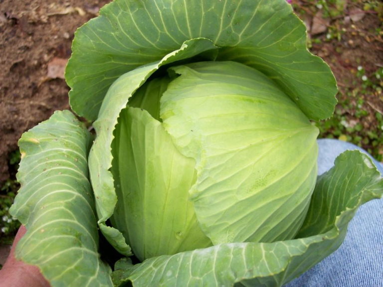 Cabbage Late Flat Dutch St. Clare Heirloom Seeds Heirloom and