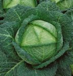 Savoy Perfection Cabbage - St. Clare Heirloom Seeds