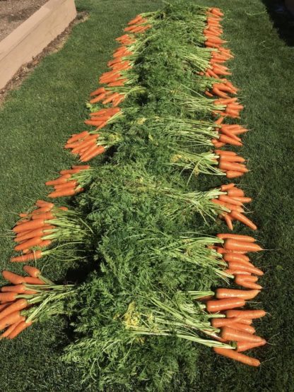Scarlet Nantes Carrot - St. Clare Heirloom Seeds