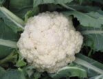Early Snowball A Cauliflower - St. Clare Heirloom Seeds