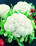 Snowball Y Improved Cauliflower - St. Clare Heirloom Seeds