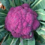 Violetta Italia Cauliflower - St. Clare Heirloom Seeds