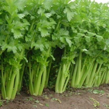 Tall Utah 52-70 Celery - St. Clare Heirloom Seeds
