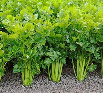 Tendercrisp Celery - St. Clare Heirloom Seeds