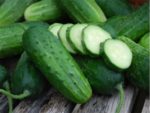 Boston Pickling Cucumber - St. Clare Heirloom Seeds