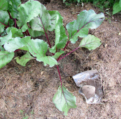 Early Wonder Tall Top beet plant growing in a mulched garden bed, displaying large green leaves with deep red stems.