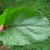 Close-up of a hand holding a single Early Wonder Tall Top beet leaf, showing its deep green surface, reddish veins, and slightly wavy edges.