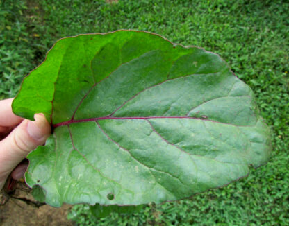 Close-up of a hand holding a single Early Wonder Tall Top beet leaf, showing its deep green surface, reddish veins, and slightly wavy edges.
