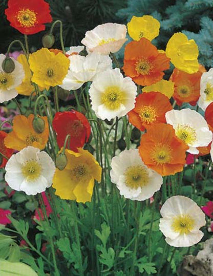 Flower - Poppy - Iceland - St. Clare Heirloom Seeds