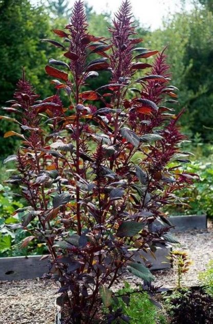 Amaranth - Red Garnet - St. Clare Heirloom Seeds