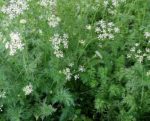 Herb, Annual - Cumin - St. Clare Heirloom Seeds