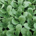 Herb, Annual - Dutch Corn Salad - St. Clare Heirloom Seeds