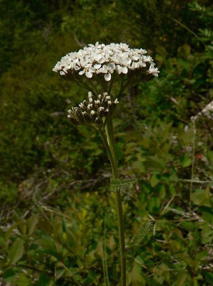 Herb, Perennial - Yarrow Bloom photo credit Walter Siegmund - St. Clare Heirloom Seeds