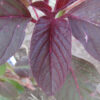 Red Garnet Amaranth Leaf