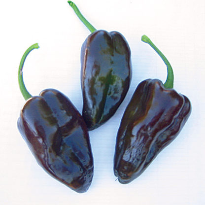 Pepper, Hot - Mulato Isleno - St. Clare Heirloom Seeds