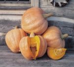 Pumpkin - Amish Pie - St. Clare Heirloom Seeds