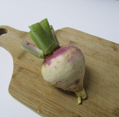 Purple Top White Globe turnip with trimmed green tops resting on a wooden cutting board, showing its classic two-tone root with a smooth white bottom and vibrant purple shoulders.
