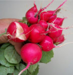 Radish - Cherry Belle - St. Clare Heirloom Seeds
