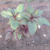 Young Amaranth plant growing in a garden bed.