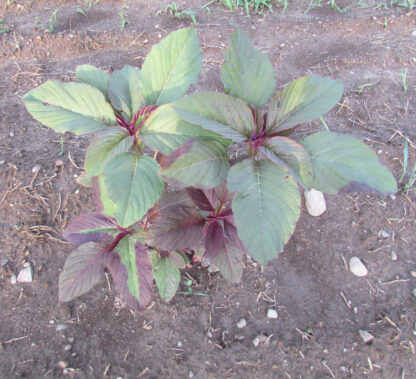 Young Amaranth plant growing in a garden bed.