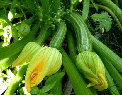 Squash, Summer - Cocozelle - St. Clare Heirloom Seeds