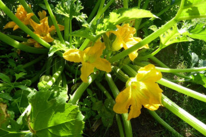 Squash, Summer - Cocozelle Plant - St. Clare Heirloom Seeds