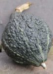 Squash, Winter - Hubbard Chicago Warted - St. Clare Heirloom Seeds