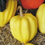 Squash, Winter - Table Gold Acorn - St. Clare Heirloom Seeds
