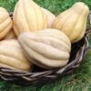 Squash, Winter - Thelma Sanders - St. Clare Heirloom Seeds