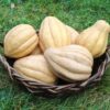 Squash, Winter - Thelma Sanders - St. Clare Heirloom Seeds