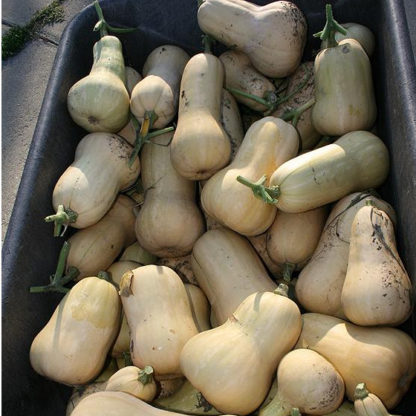 Squash, Winter - Organic Waltham Butternut - St. Clare Heirloom Seeds - Photo credit Cheryl Netter
