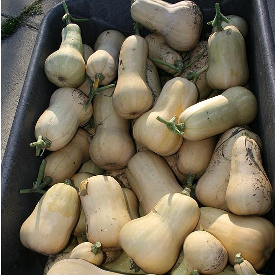 Winter Squash - Organic Waltham Butternut - St. Clare Heirloom Seeds
