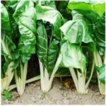 Swiss Chard- Fordhook Giant - St. Clare Heirloom Seeds