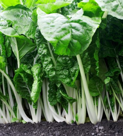 Swiss Chard- Fordhook Giant - St. Clare Heirloom Seeds